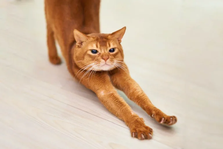 The Future of Pet Grooming: Embracing the Efficiency of a Pet Dryer Machine Box | Angellique.com