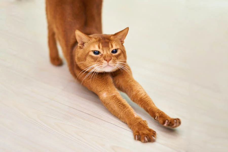 The Future of Pet Grooming: Embracing the Efficiency of a Pet Dryer Machine Box | Angellique.com