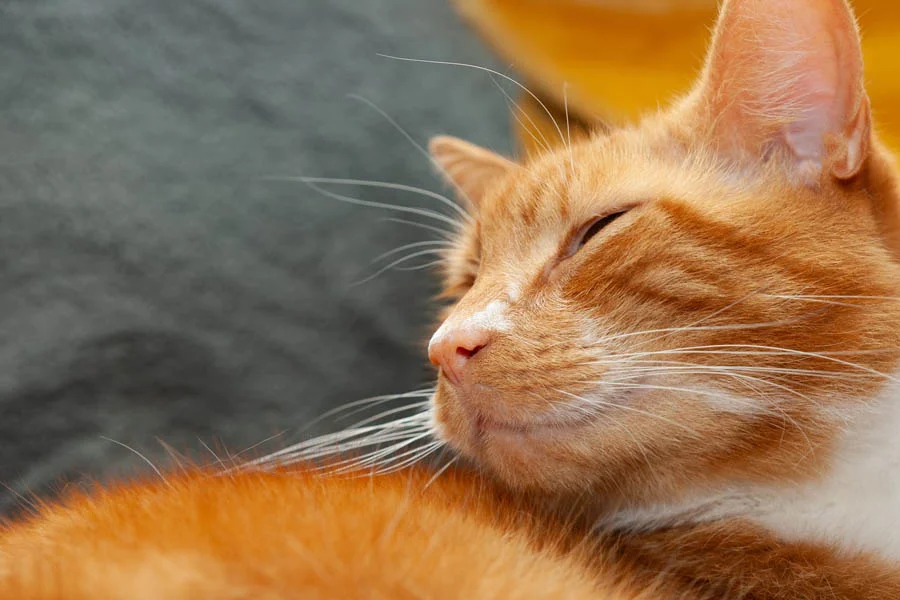 The Pet Grooming Revolution: The Advantages of Using a Large Pet Dryer Box | Angellique.com