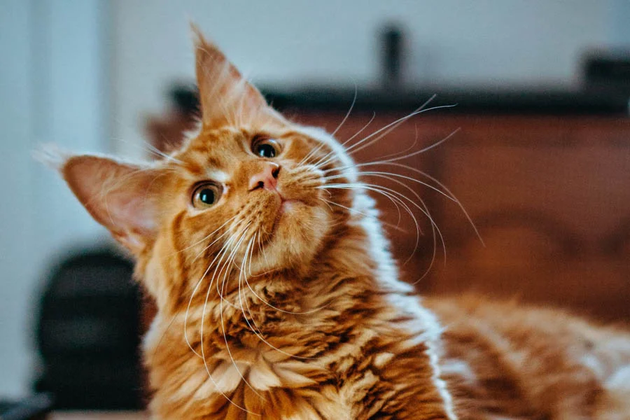 Transform Your Pet's Grooming Routine with a Pet Air Dryer Box | Angellique.com