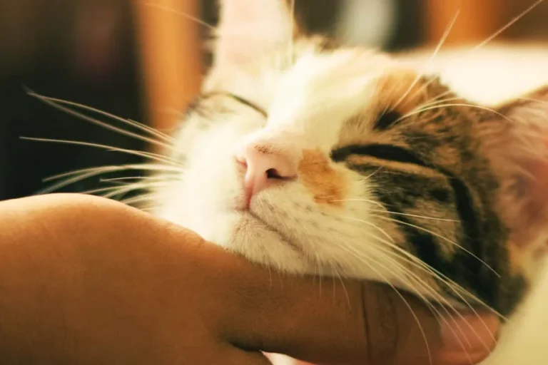 Freshening Up Fido: A Deep Dive into the Pet Hair Dryer Revolution | Angellique.com