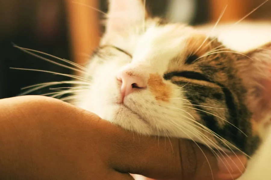 Freshening Up Fido: A Deep Dive into the Pet Hair Dryer Revolution | Angellique.com