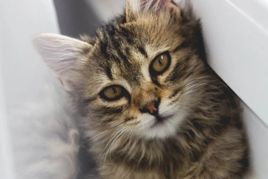 Pet Grooming Reinvented: The Magic of Drying Box Pet Tools | Angellique.com